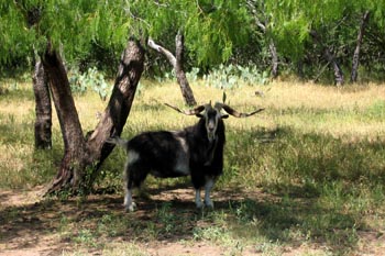 Catalina goat