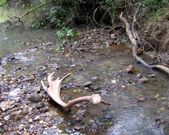 Horn in creek