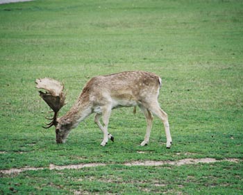 Huge fallow