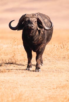 Water Buffalo