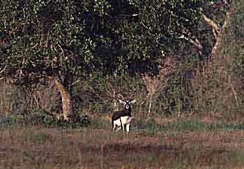blackbuck