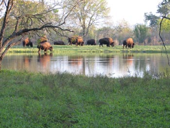 buffalo