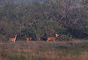 distantdeer