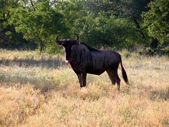 wildebeast1